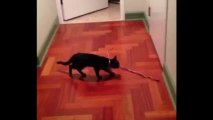 Cat Sings Along With Clarinet