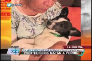 Navidad: perro murió de paro cardíaco provocado por el estruendo de pirotécnicos
