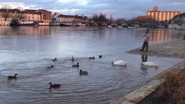 Cygnes et signes quais de l'Yonne à Auxerre