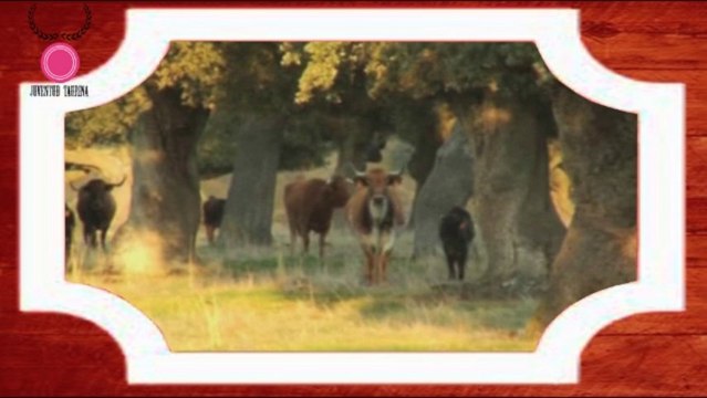 ASPIRANTES MEJOR GANADERIA 2013