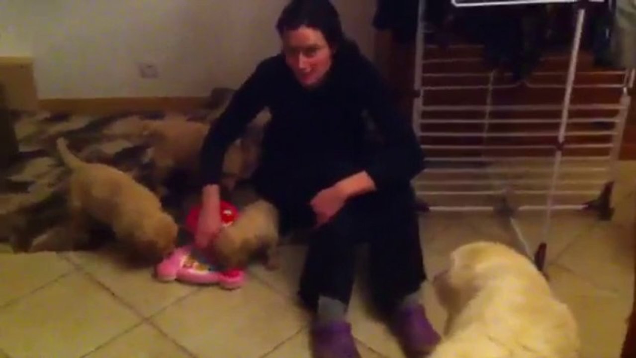 Les chiots d'hawai et Drakkar, 6 semaines