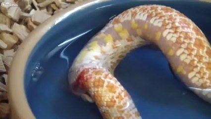 Змея, пожирающая сама себя