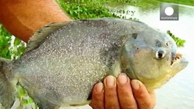 Des piranhas attaquent une soixantaine de personnes