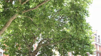 Поиск недвижимости в Лондоне