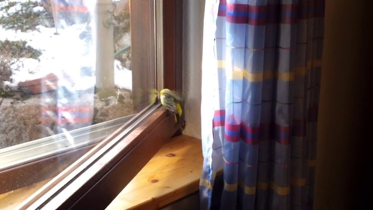 Du kommst hier ned raus Vogel!