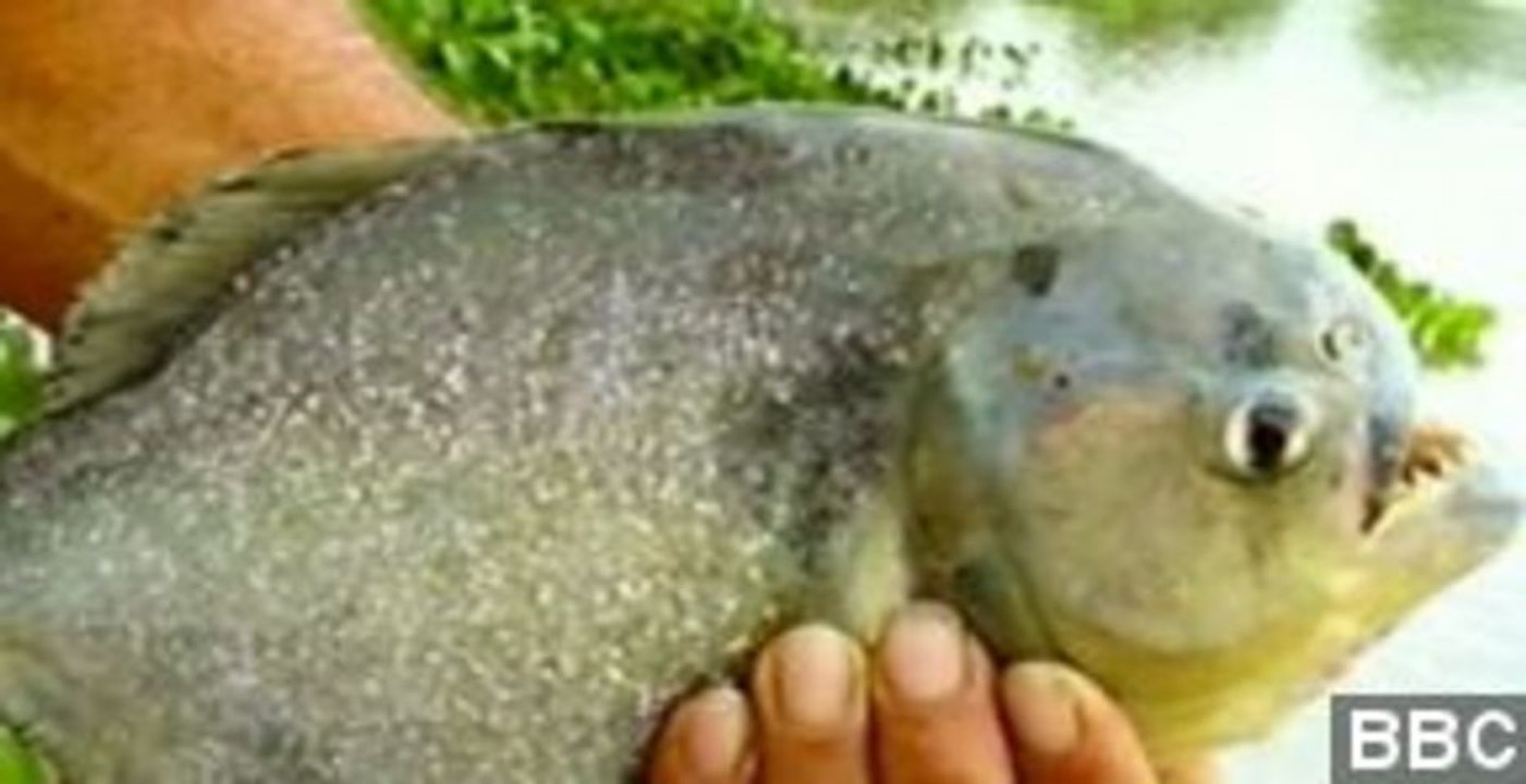 Dozens Injured In Rare Mass Piranha Attack In Argentina