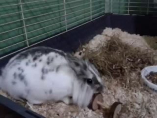 Le Noël de Lapinou vite vite vite