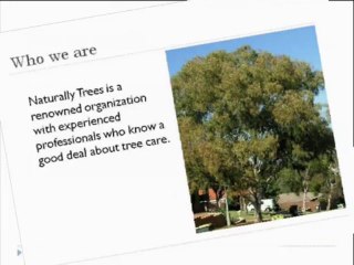 Sydney tree services