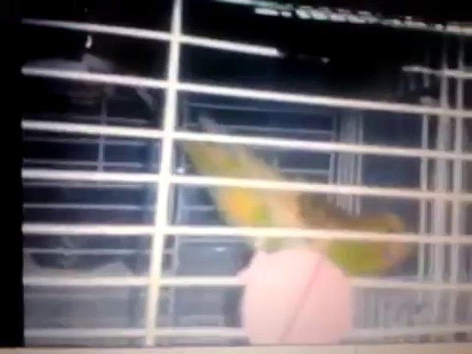 izlenme rekorları kıran zeki kuş