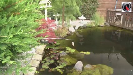 Nordic pond tour - bassin de jardin Nordic