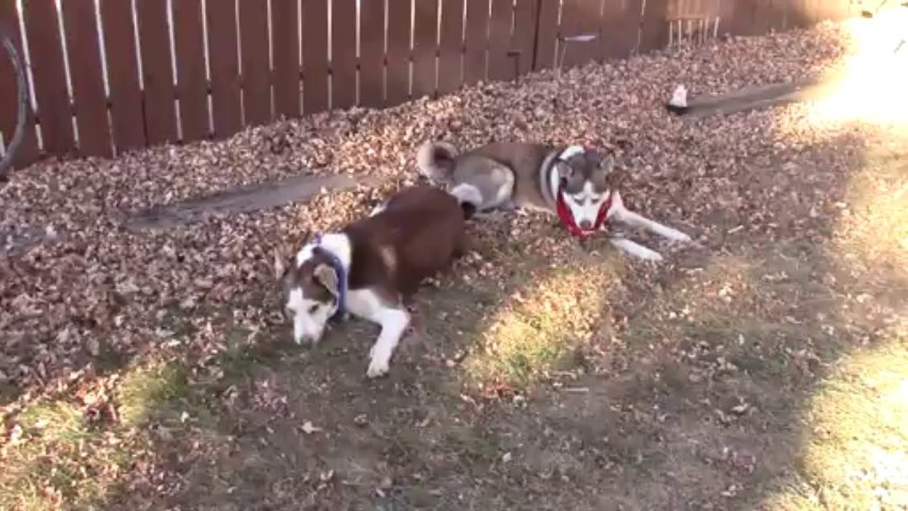 Meet Maxie (Pekingnese), Kyzak & Rydik (Siberian Huskies) playing in leaves.