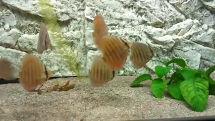 TR souche Piwo de 5 mois