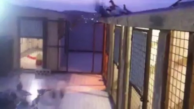 Ahmad Safi filo kuşları- guvercinrehberi.com