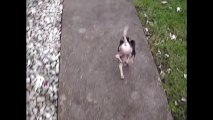 Un chien marche sur ses pattes avant!