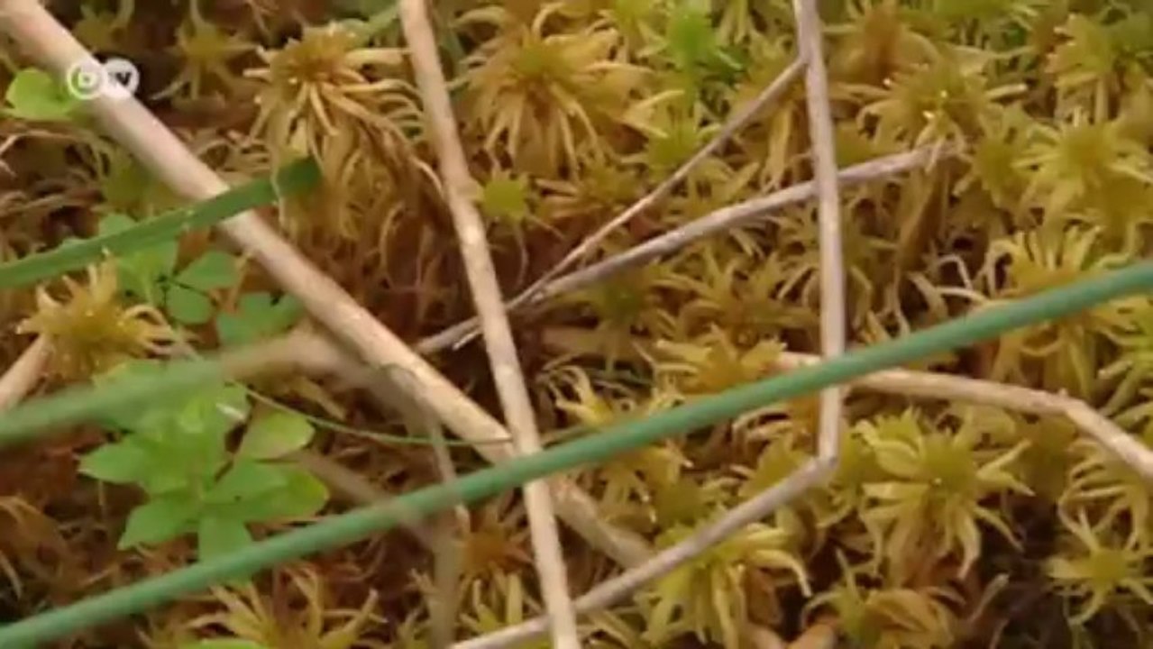 Die Urviecher kommen - Exoten in deutschen Wäldern | Politik direkt