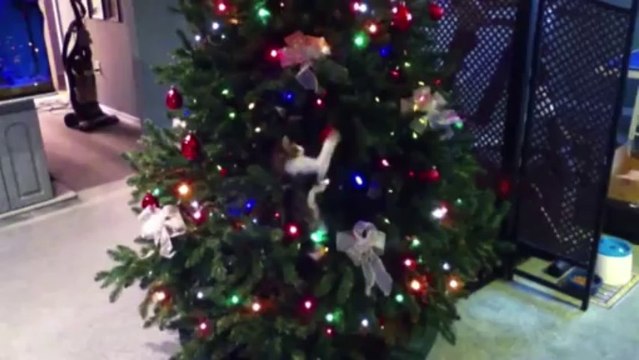 Des chats débiles pour NOEL - Compilation trop marrante!