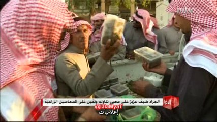 الجراد ضيف عزيز على موائد السعوديين تقرير - دانا أبو لبن