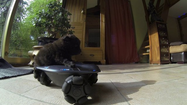 Chiot Spitz nain allemand (1 Mois) - 2013 - GoPro 3 HD