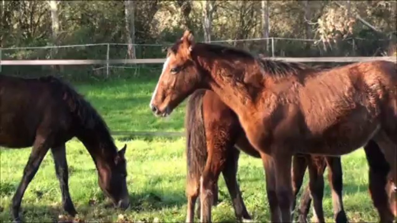 poulains de l'elevage décembre 2013