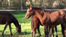 poulains de l'elevage décembre 2013
