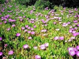 FORMENTERA - SEEN THROUGH THE LENSE OF MARKUS L.