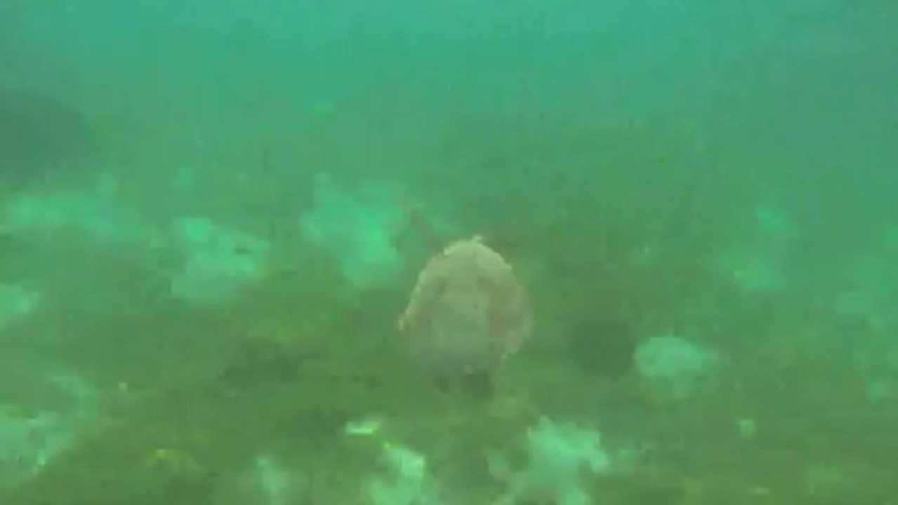 Nouvelle Caledonie: Plongé avec les tortue! (2/3)