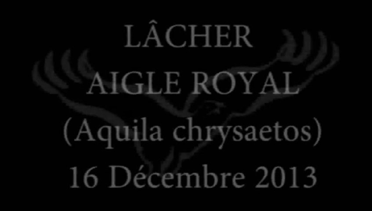 Aigle royal