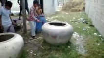 Une vache dans un pot