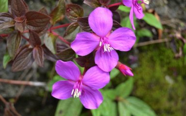 HELL BOURG lechemin des fleurs