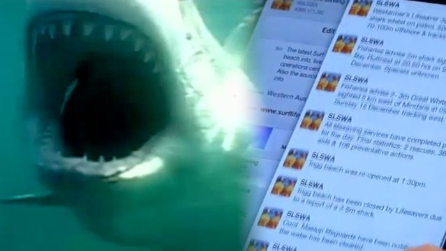 Australian Sharks Now Tweeting Their Locations