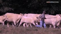 Bovines franaise film 2013 tlcharger entier version complet