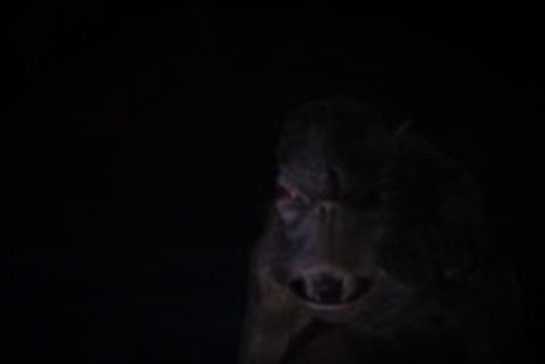 El Chupacabras o extraña criatura ?