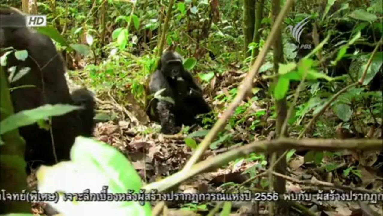ตื่นตากับสัตว์แสนแปลก - การต่อสู้สุดพิลึก 1Jan14