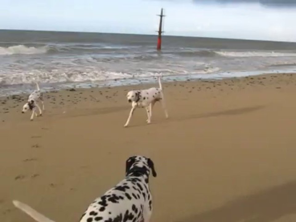 5 DALMAS A LA PLAGE