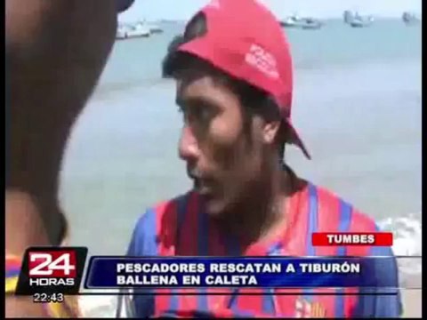 Tumbes: un grupo de pescadores logró rescatar a un tiburón ballena