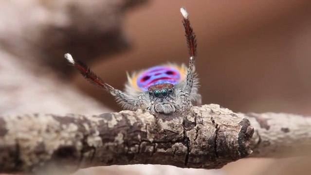 Peacock Spider dancing on YMCA, Village People song!