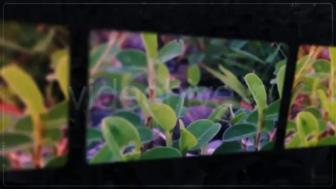 Fresh Start - After Effects Template