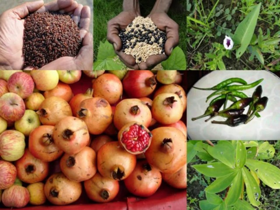 Black Rice Formulations for Male Infertility: Pankaj Oudhia’s Medicinal Plant Database-215