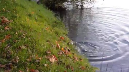 151113 Arwen et Ilfi dans l'eau