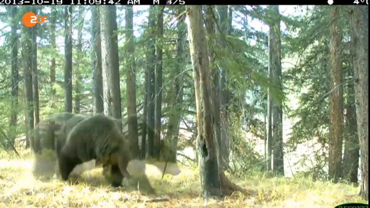 Im Zauber der Wildnis (Teil 1)