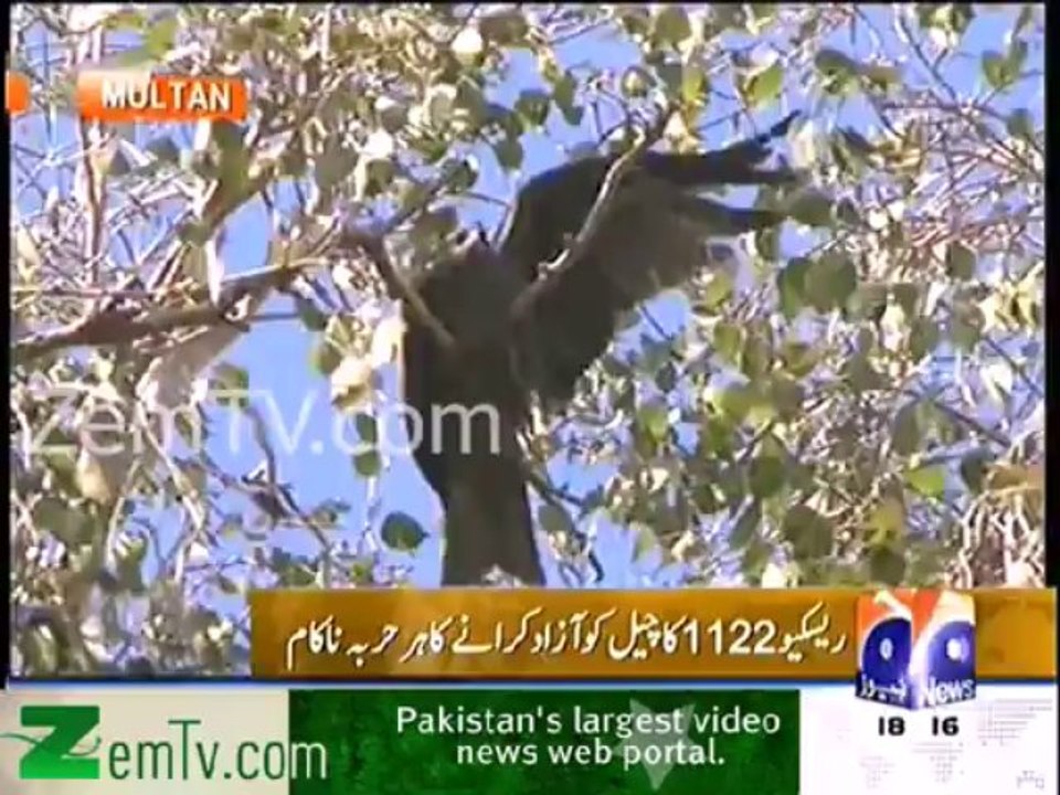 Multan me ek cheel darakht per phans gayi