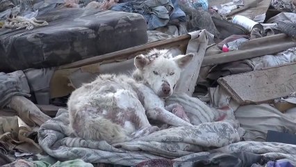 El rescate de la perrita Miley y su amigo Frankie - En español