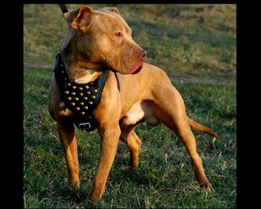 Miara Perros Pitbull Fotos