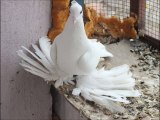 güvercin tauben paloma paçalı pigeon