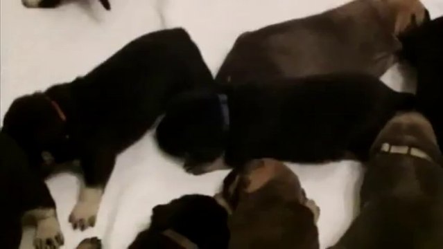 chiots dogue de Majorque du Domaine d 'AMSERPA - 21 jours