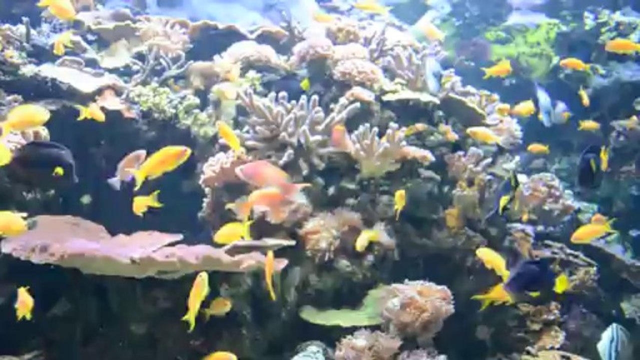 Aquarium de Paris