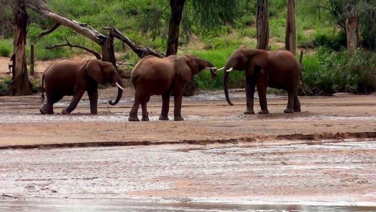 Des bébés éléphants assez collants!