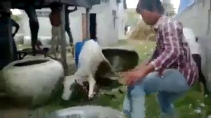 Une vache coincée dans un pot de terre.. Enorme!