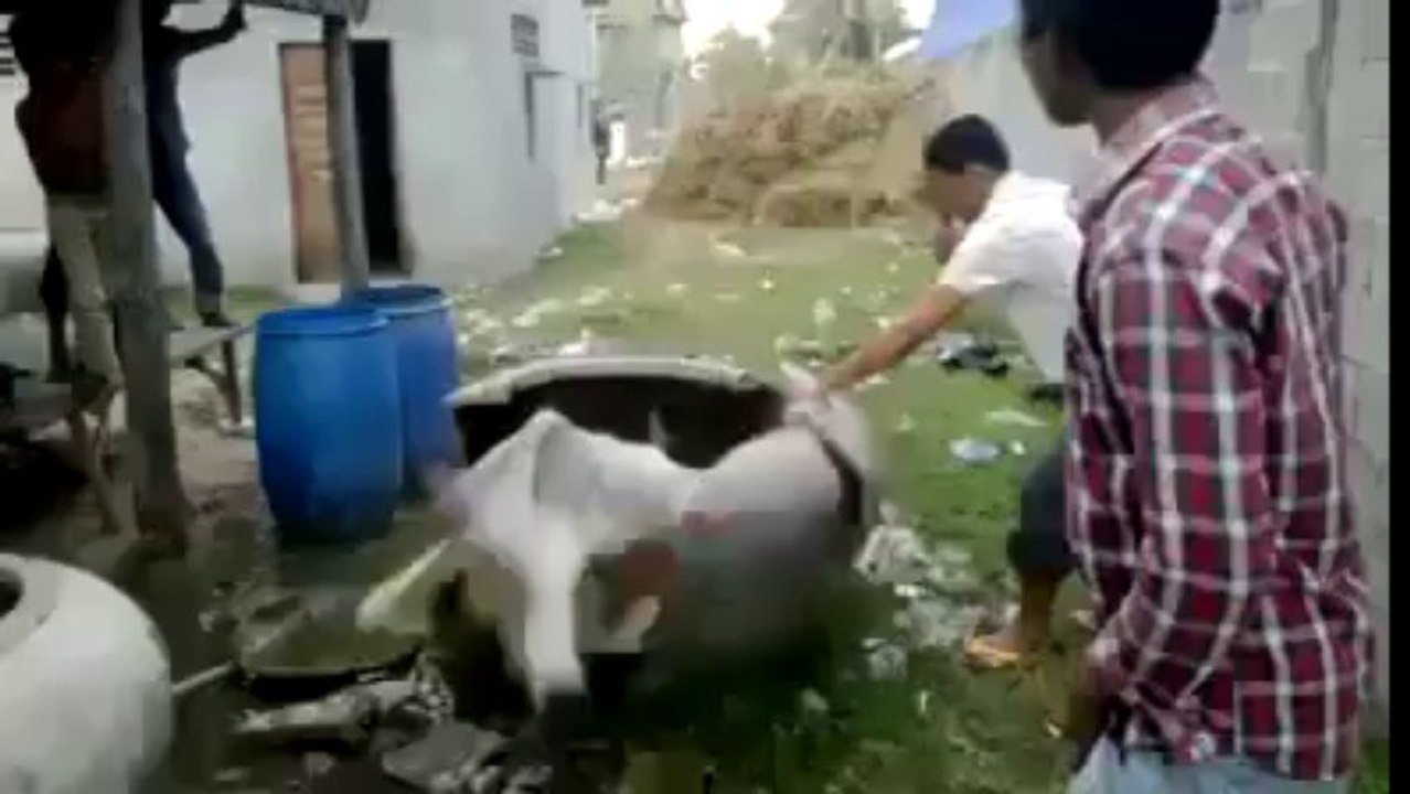 A cow stuck in a jar.
