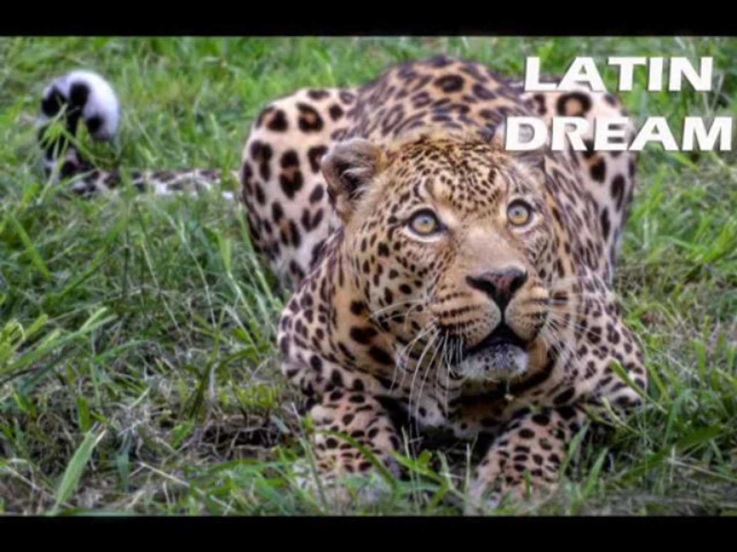 ⁣Latin Dream